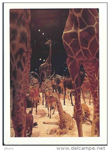 Muséum Naturel D'Histoire Naturelle / La Girafe Se Repose / Animal Giraffe  //  8/631 - Giraffen