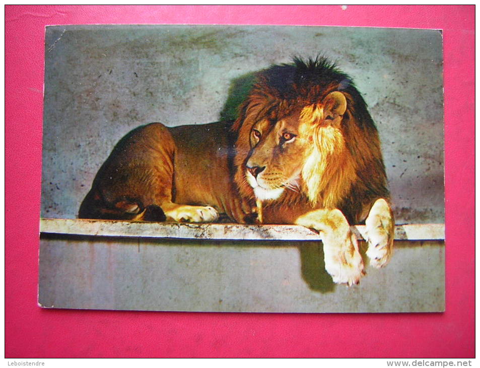 CPM LA FLECHE SARTHE ZOO DU TERTRE ROUGE BIRIMA LION D'AFRIQUE OCCIDENTALE   VOYAGEE 1971 TIMBRE - Lions