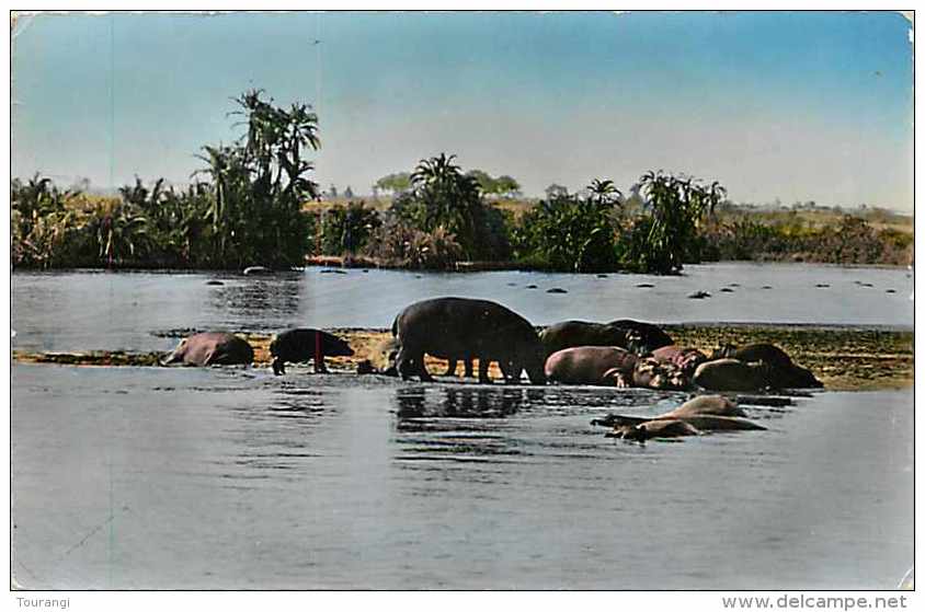 Mai13 1449 : Hippopotames  -  Faune Africaine - Flusspferde