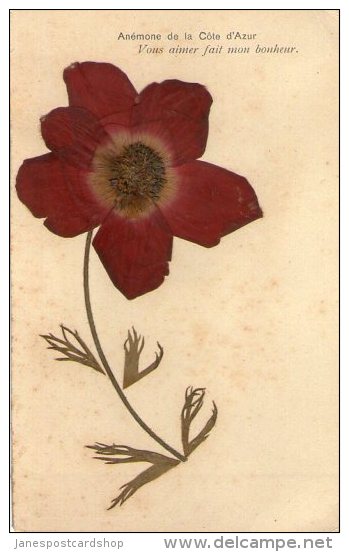 Anemone De La Cote D'Azur - Pressed Flower - Original - Still Intact - Altri