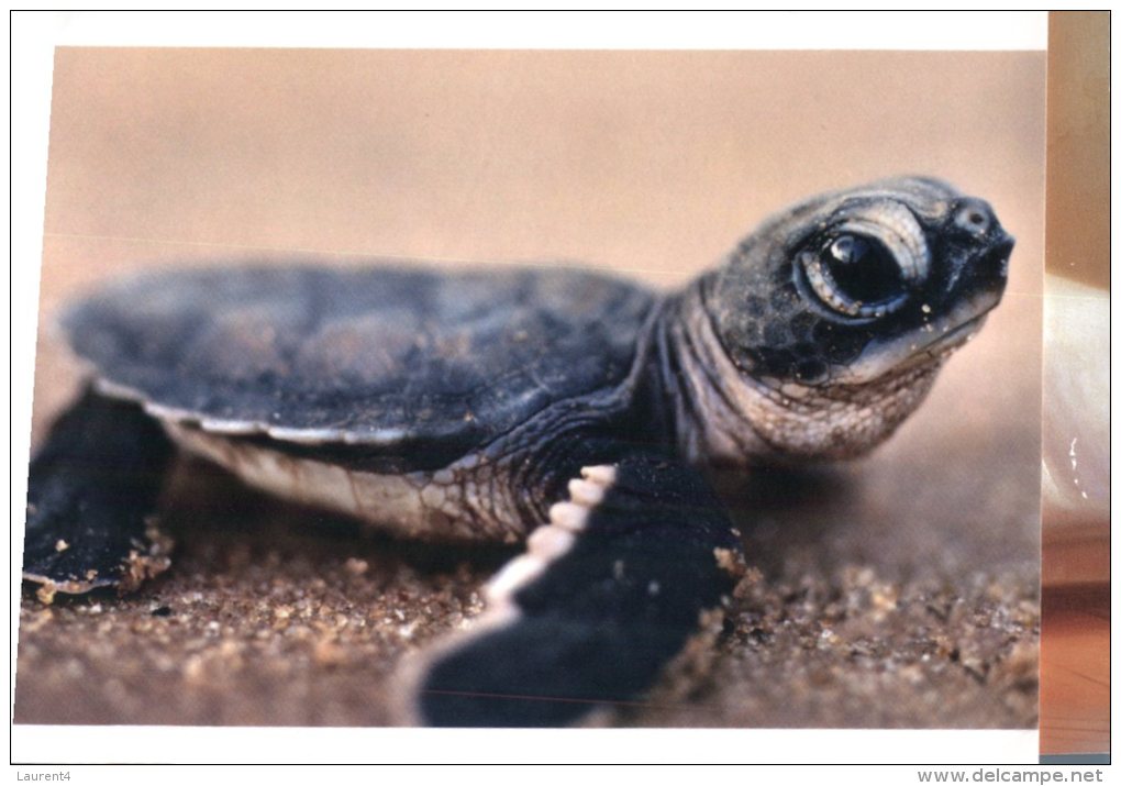 (313) Tortue - Tortoise - Turtle - Turtles