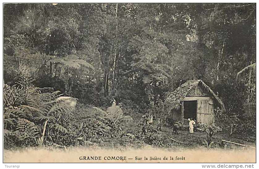 Mai13 1559 : Grande Comore  -  Lisière De La Forêt - Comores