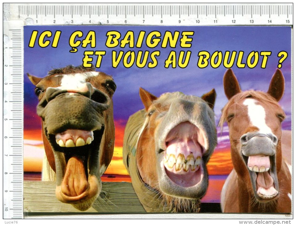 CHEVAUX -  Ici ça Baigne Et Vous Au Boulot ? - Pferde