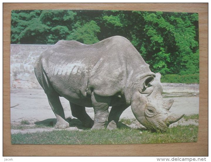 Rhino / Polish Card - Rhinoceros