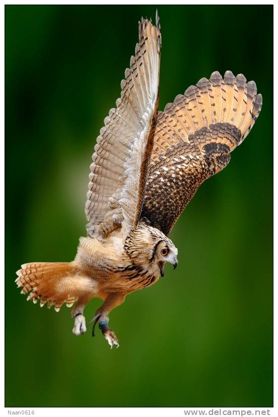 Owl Bird   ,   Postal Stationery -Articles Postaux -Postsache F (Y03-67) - Owls