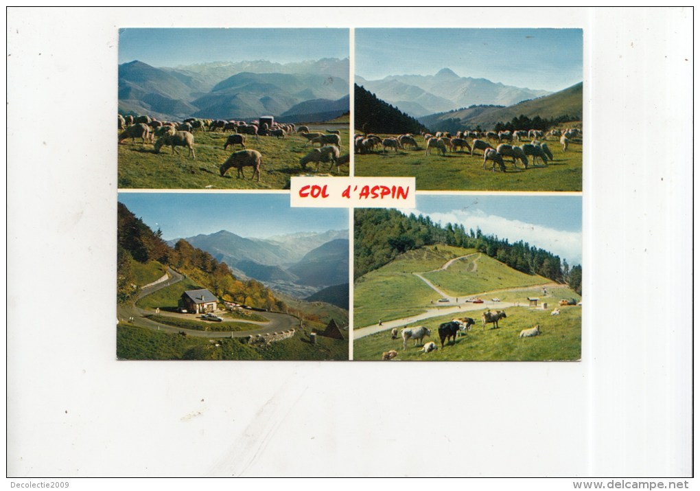 BT14028 Vallee D Aure Le Col D Aspin  Sheep Mouton    2 Scans - Vielle Aure