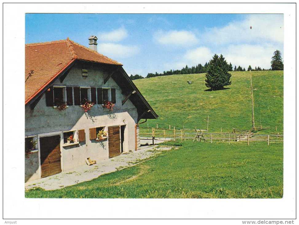 Suisse // Vaud // L'alpage Du Mont-Cheseau, Commune De Puidoux - Puidoux