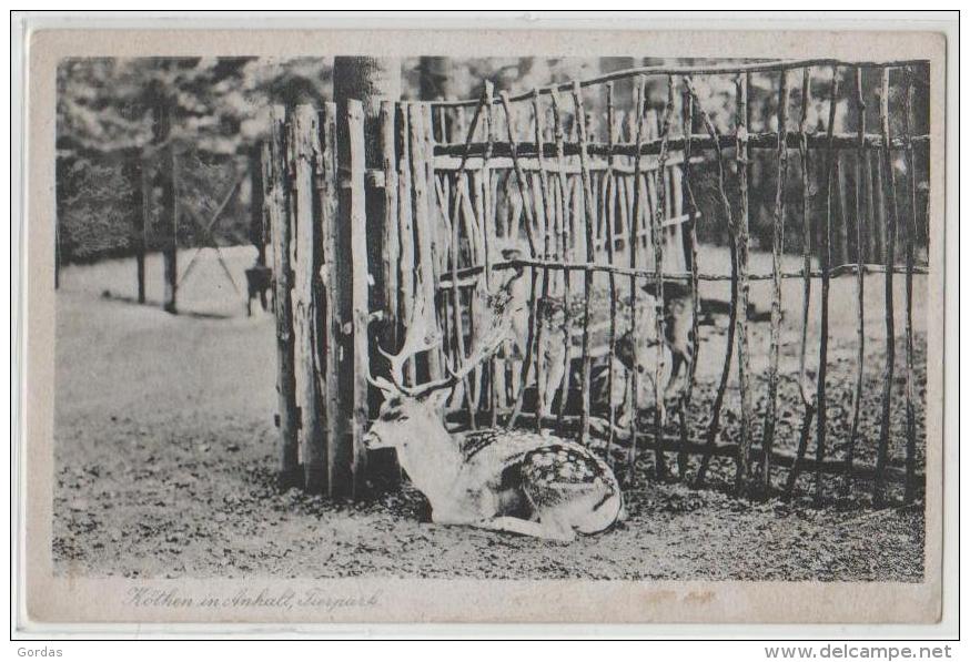 Germany - Kothen In Anhalt - Tierpark - Deer - Köthen (Anhalt)