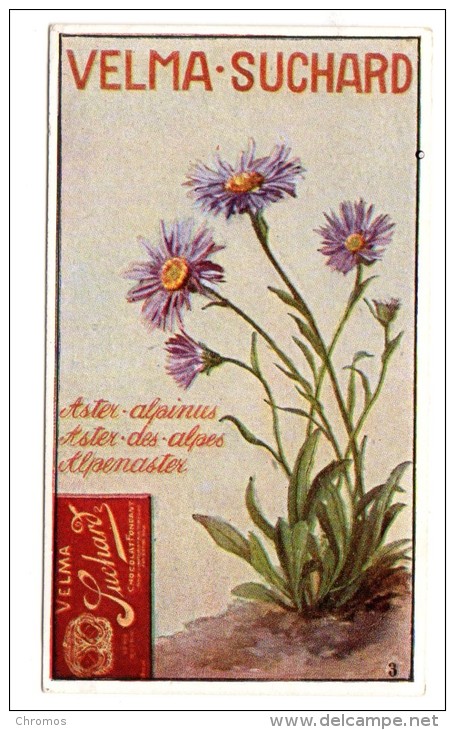 Chromo SUCHARD, N° 194 / 3, Fleur / Aster Des Alpes, Dos Avec Un Nain - Suchard