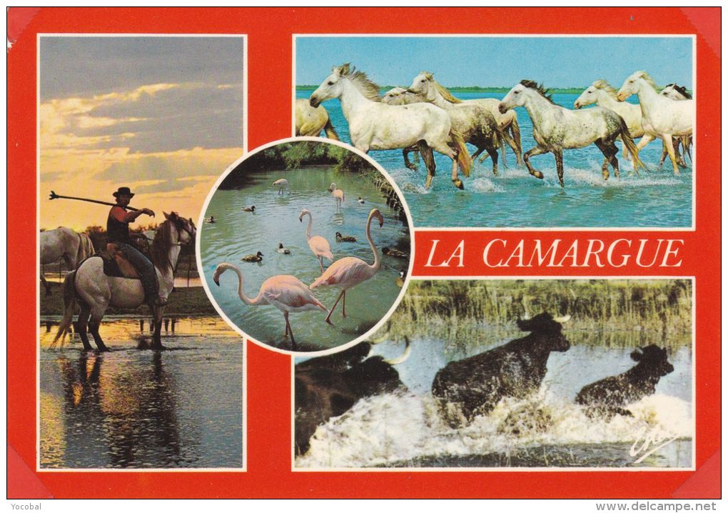 Cp , ANIMAUX , CHEVAUX , La Camargue , Gardians-chevaux-taureaux-flamants , Multi-Vues - Paarden