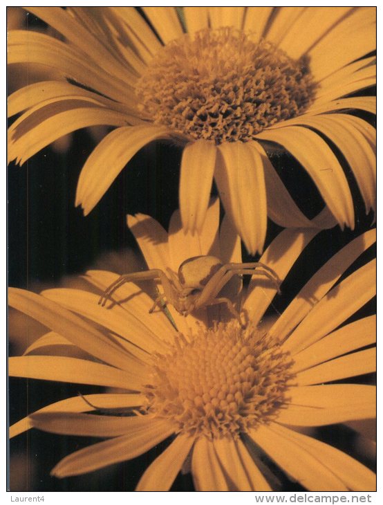 (818) Insect Flying + On Flower - Insekten