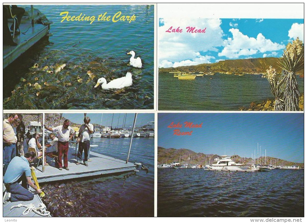 LAKE MEAD RESORT NEVADA World's Largest Man-made Lake Feeding The Carp 4 Postcards - Andere & Zonder Classificatie