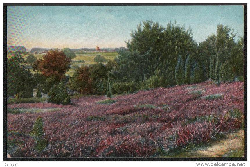 AK Lüneburger Heide, Blick Nach Amelinghausen, Ung (KGH 130) - Lüneburger Heide