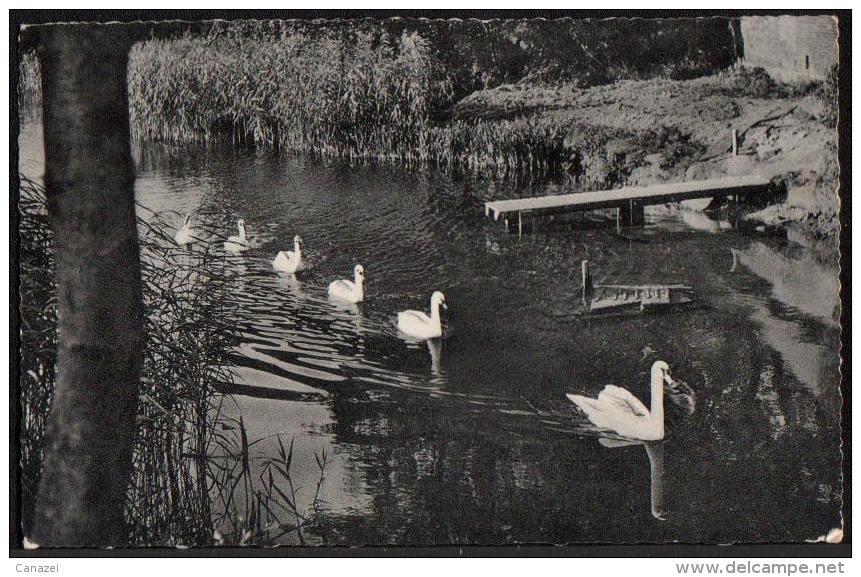 AK Schirnau-Mühle, Gaststätte Mit Aalfang, Gel 1957 (Rendsburg) - Rendsburg