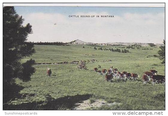 Montana Montana Cattle Round Up In Montana - Autres & Non Classés