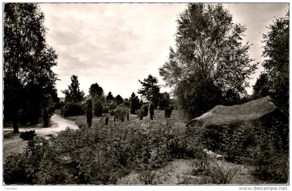 AK Lüneburger Heide, Hermann-Löns-Grab Bei Fallingbostel, Gel 1956 - Fallingbostel