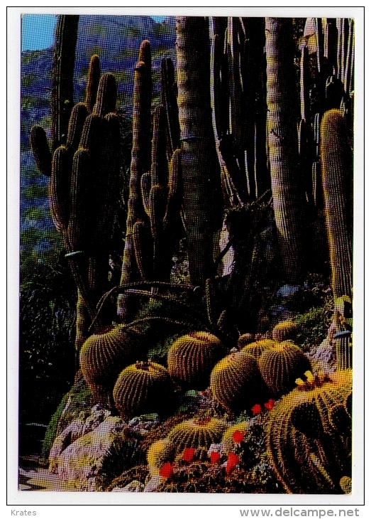 Postcard - Monaco    (V 17888) - Exotic Garden