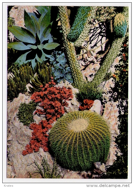 Postcard - Monaco    (V 17889) - Jardin Exotique