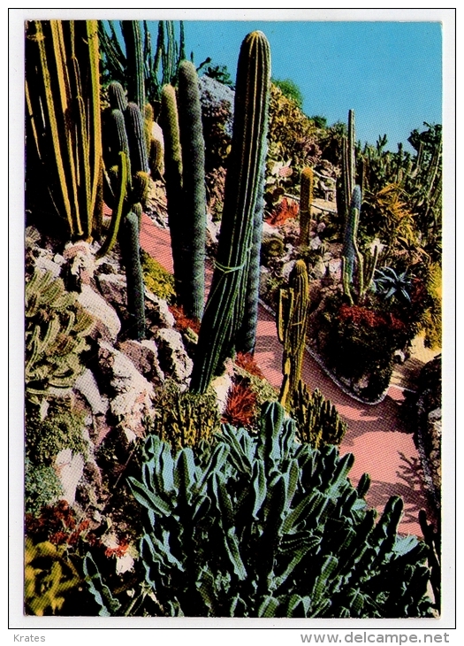 Postcard - Monaco    (V 17890) - Jardin Exotique