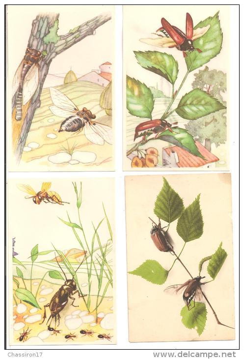 ANIMAUX    - Lot De 4 Cartes Et 16 Images    -   Insectes Divers - Insectos