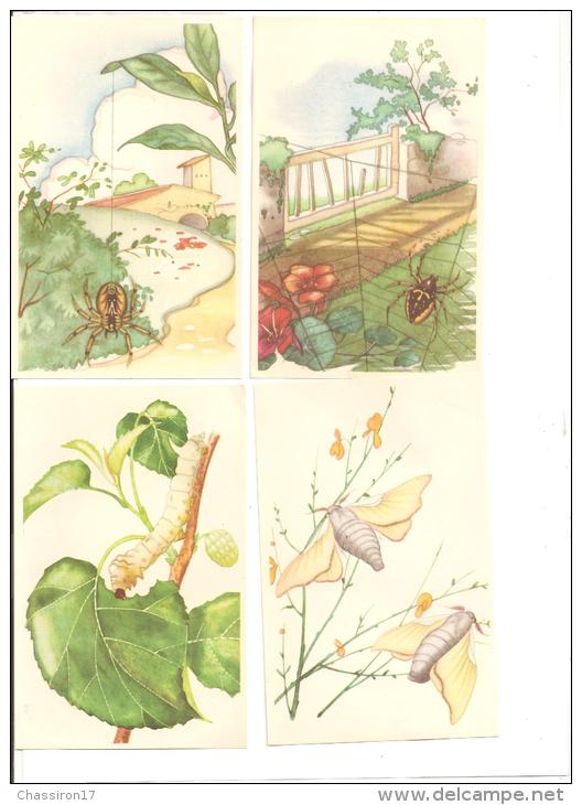 ANIMAUX    - Lot De 4 Cartes Et 16 Images    -   Insectes Divers - Insects