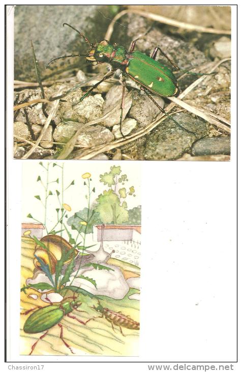 ANIMAUX    - Lot De 4 Cartes Et 16 Images    -   Insectes Divers - Insectos