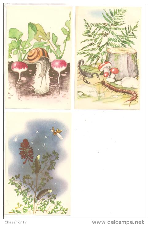 ANIMAUX    - Lot De 4 Cartes Et 16 Images    -   Insectes Divers - Insetti