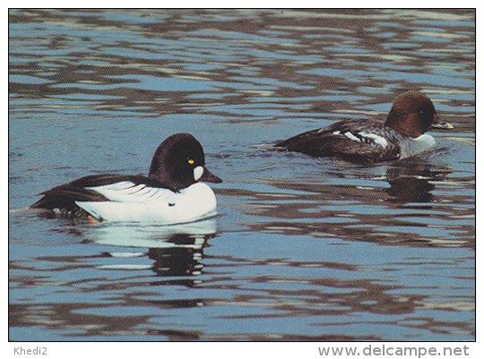 CP Suisse Sempach - Oiseau - CANARD GARROT A OEIL D´OR - GOLDENEYE Bird - SCHELLENTE Vogel - QUATTROCCHI - 161 - Oiseaux