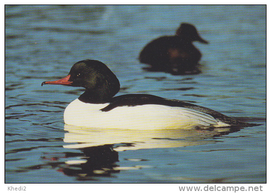 CP Suisse Sempach - Oiseau - HARLE BIEVRE - GOOSANDER Bird - GÄNSESÄGER  Vogel - SMERGO MAGGIORE - 162 - Vogels