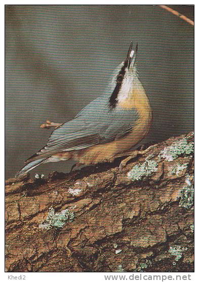 Carte Postale CP Oiseau Suisse Sempach - SITTELLE TORCHEPOT - NUTHATCH Bird - KLEIBER Vogel - 176 - Vögel