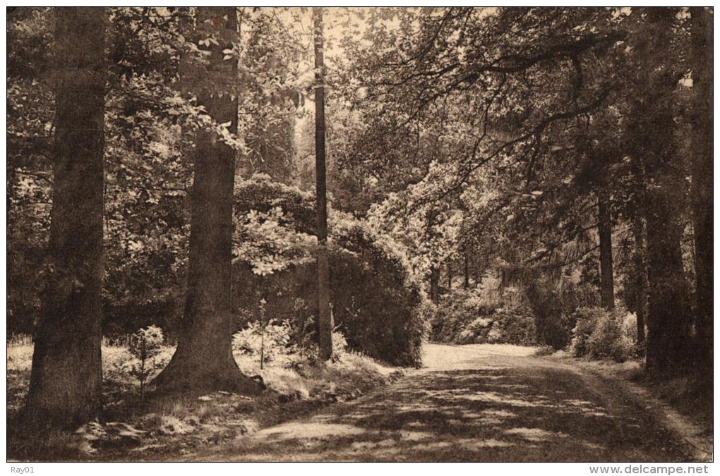 BELGIQUE - FLANDRE ORIENTALE - KLUISBERGEN - KWAREMONT - QUAREMONT - Château De Calmont - Une Allée Dans Le Parc. - Kluisbergen