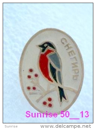 Animals: Bird Bullfinch - Pyrrhula - Robin / Soviet Badge _35_an2217 - Animals