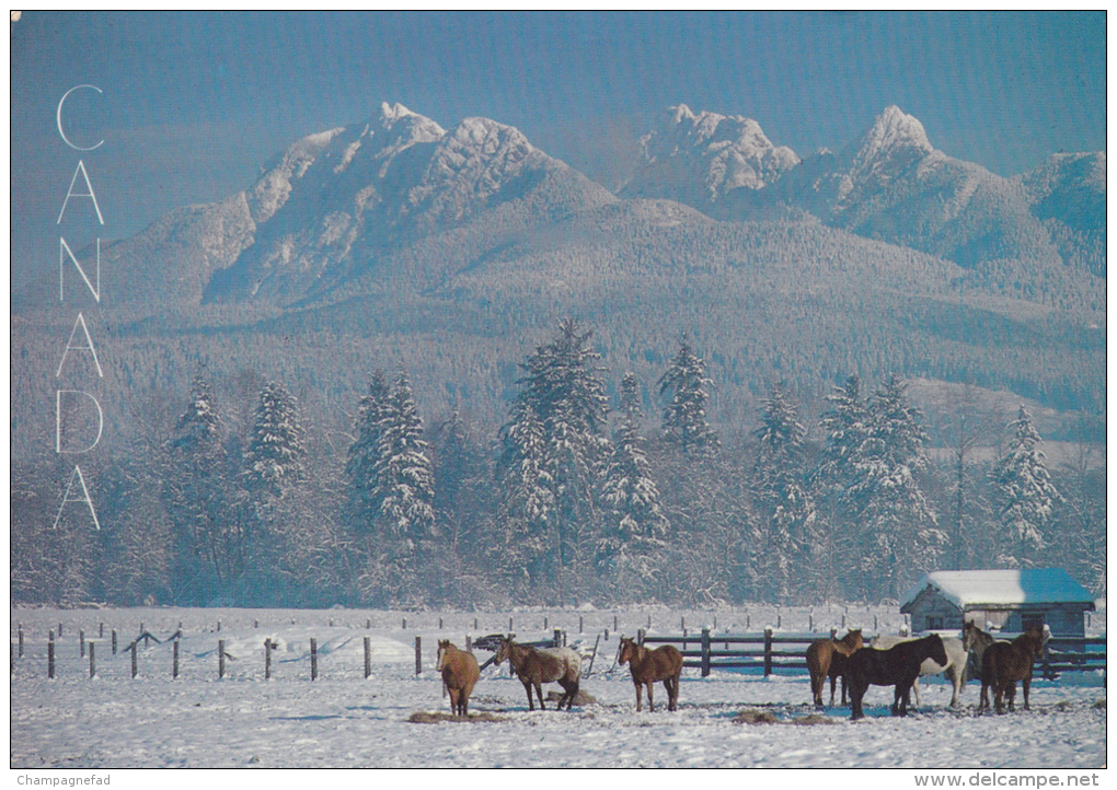 CANADA, ALBERTA, CALGARY - Calgary