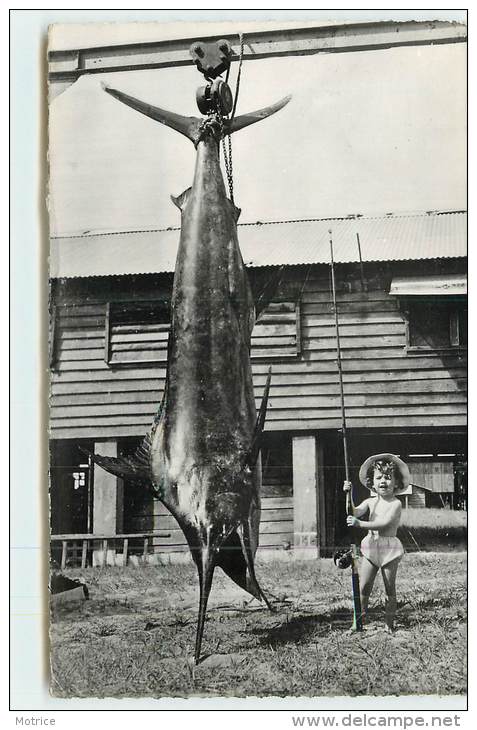 GABON  - Marlin De 476 Livres Capturé à Port Gentil. - Pêche