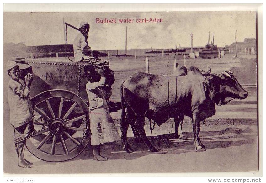 Yemen   Asie     Aden    Bullock Water Cart  ( Genre Torpilleur Des Rues  De Toulon) - Yemen