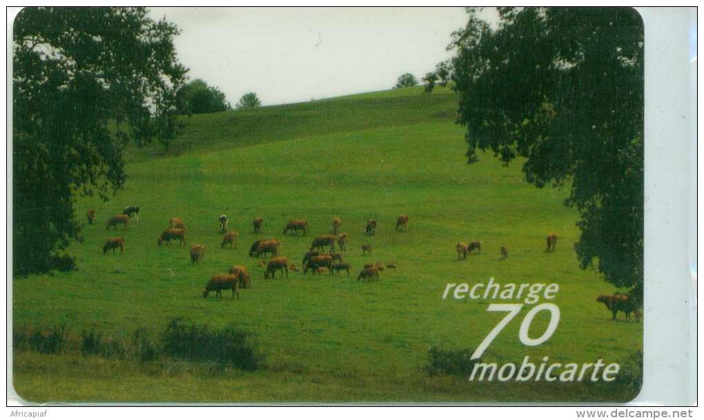 MOBI PU116 TROUPEAU DE VACHE 50 000ex - Cows