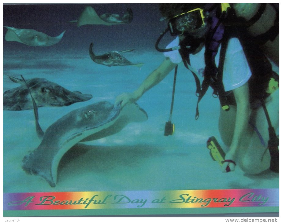 (789) Cayman Islands - Iles Caïman - Stingray City (diving) - Caimán (Islas)