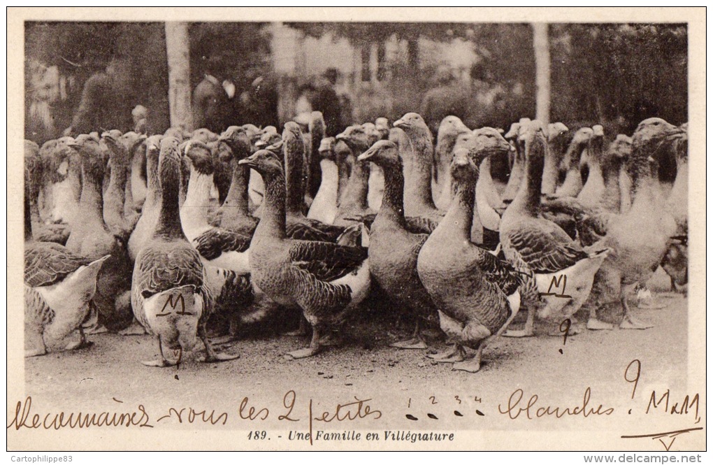 UNE FAMILLE EN VILLEGIATURE OIES FERME AGRICULTURE - Fermes