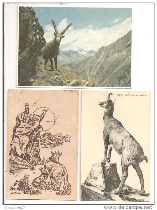 ANIMAUX  Ruminants - Lot De  3 Cartes Dont 1 CPA  Et 1 Carte Bois De B. Thiry -  Chamois - Giraffen