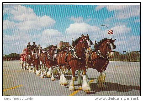 Florida Tampa Budweiser Clydesdale 8-Horse Team - Tampa