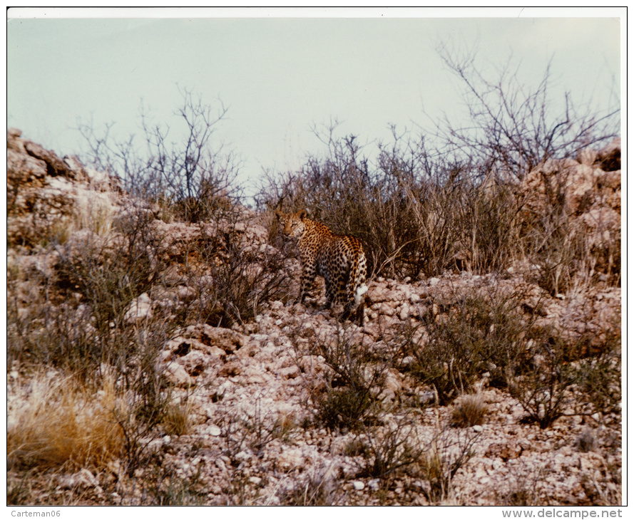 Photo - Afrique Du Sud - Botswana - Kalahari Gemsbok Nat. Park 1974 - Panthera Pardus - Léopard - Afrique