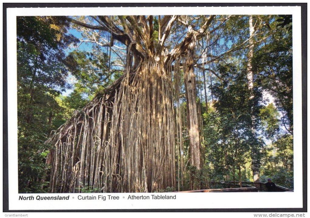 Curtain Fig Tree, Atherton Tableland, North Queensland - Gottschalk Unused - Atherton Tablelands
