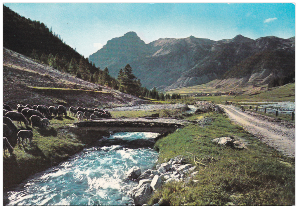 BACELONNETTE  -  Les Alpes Paturage Troupeau De Moutons Sur Les Bords De La Rivière  L'Ubaye - Barcelonnette