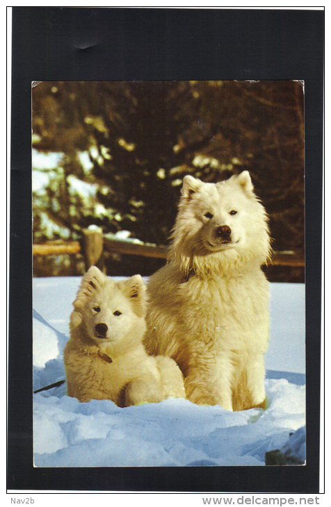 Chiens Samoyèdes , Carte Postale De Mégève 1988. - Hunde