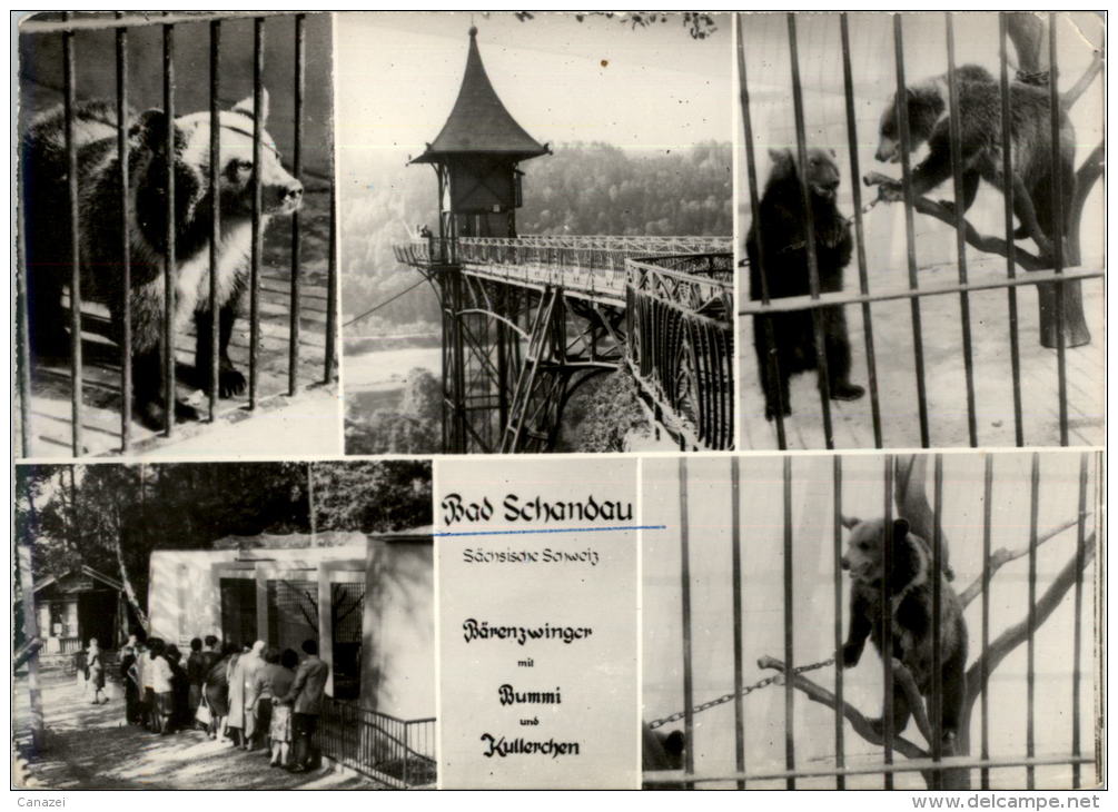 AK Bad Schandau, Bärenzwinger Mit Bummi Und Kullerchen, Ung, 1965 - Bad Schandau