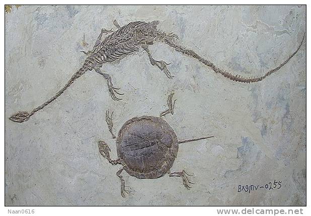 Dinosaur Fossils , Postal Stationery -- Articles Postaux (A49-01) - Fossielen