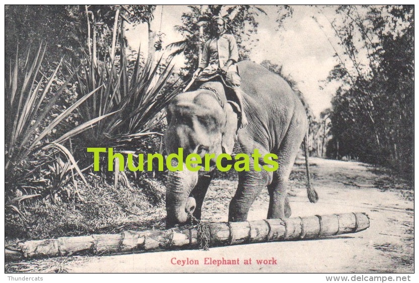 CPA SRI LANKA CEYLON ELEPHANT AT WORK - Sri Lanka (Ceylon)