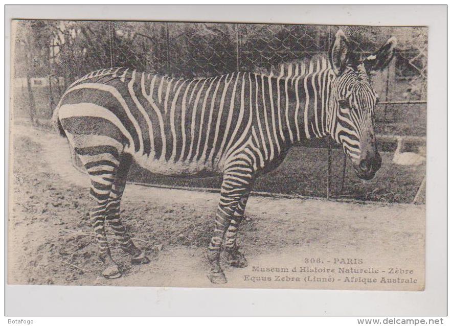 CPA PARIS, MUSEUM D HISTOIRE NATURELLE,ZEBRE - Zebras
