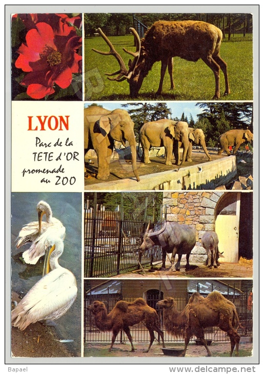 Lyon (69) - Parc De La Tête D´Or - Jardin Zoologique - Quelques Vues (1) - Lyon 6