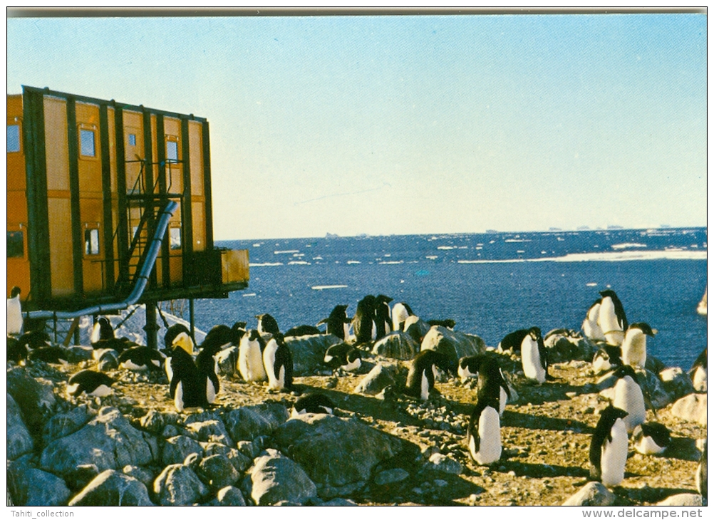 TERRE ADELIE - Manchots Adélies à La Rockerie - TAAF : Terres Australes Antarctiques Françaises